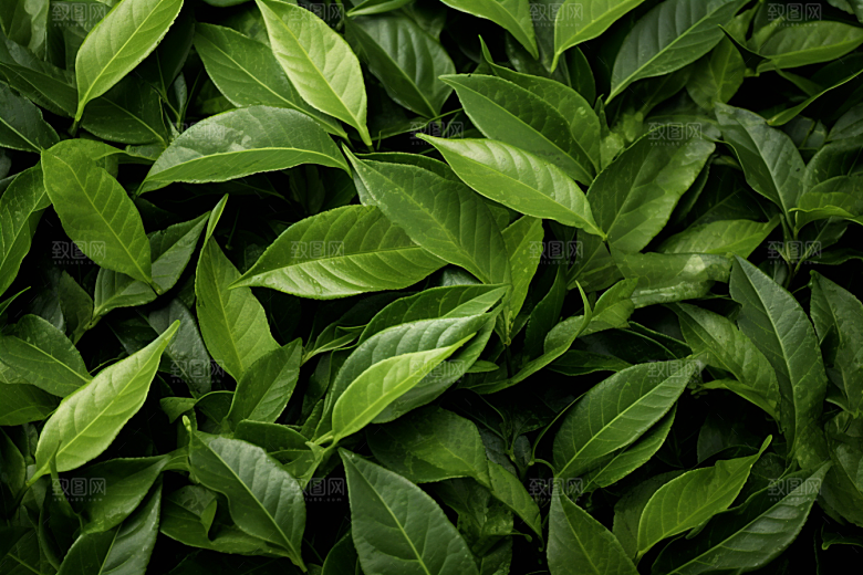 茶叶茶山春季摄影图