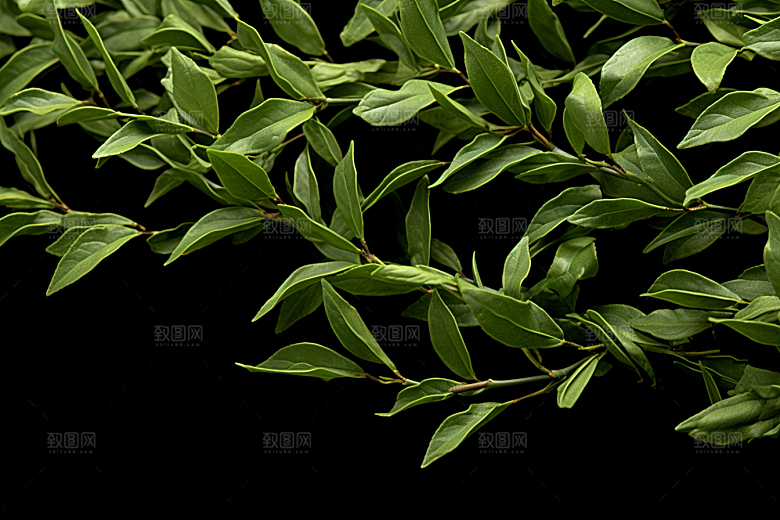 茶叶新茶自然摄影图