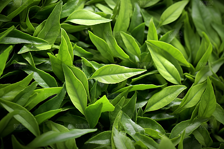 茶叶茶山清明谷雨摄影图