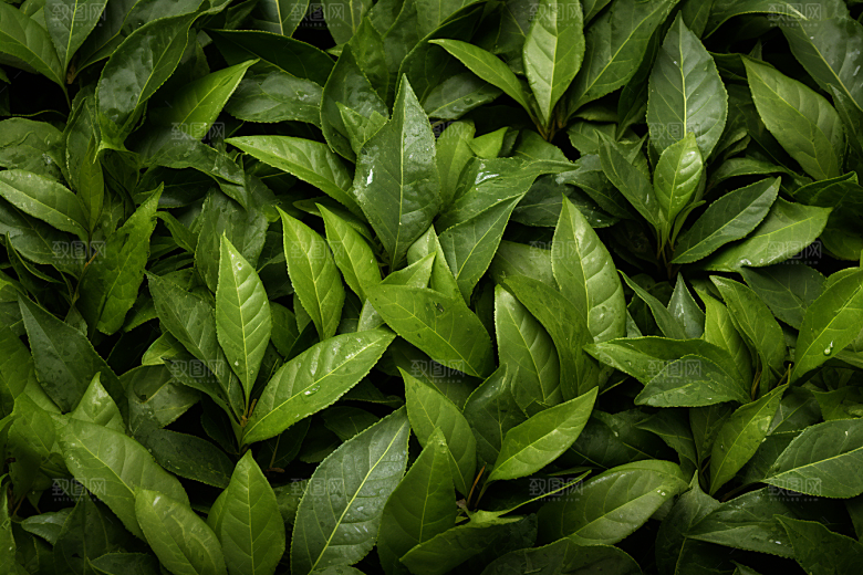 茶叶清新茶园摄影图