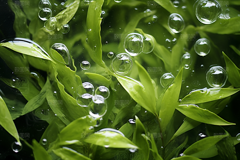 茶叶新茶茶树摄影图