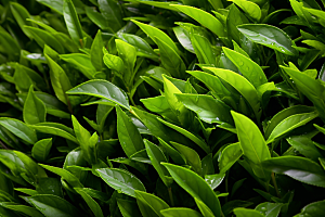 茶叶茶园清明谷雨摄影图