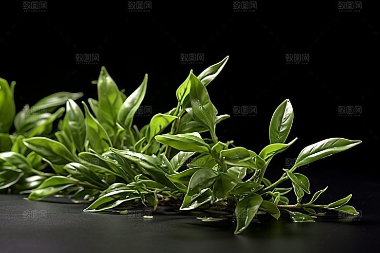 茶叶春季采茶摄影图