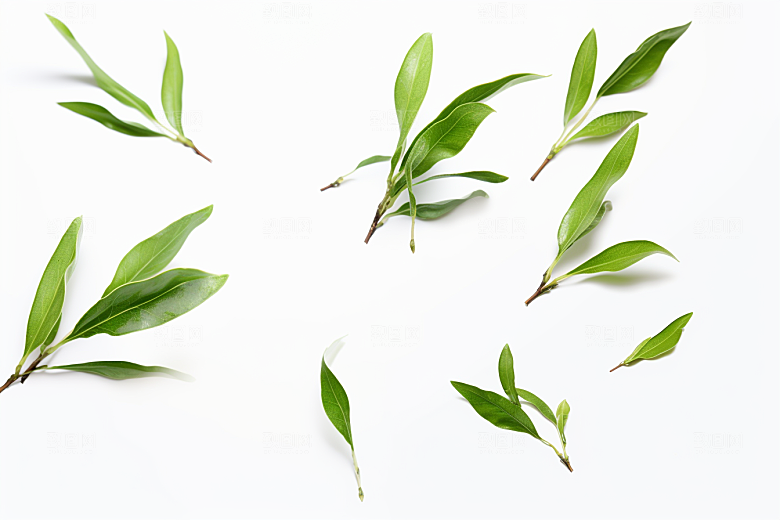 茶叶春季新茶摄影图