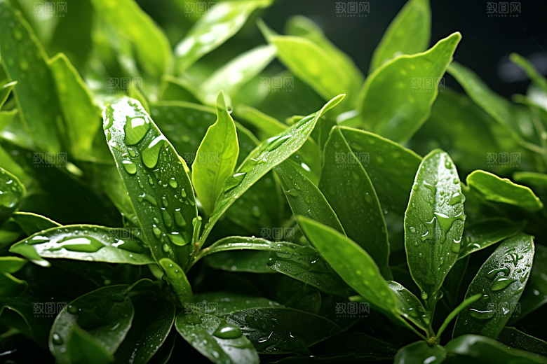 茶叶茶树雨前龙井摄影图