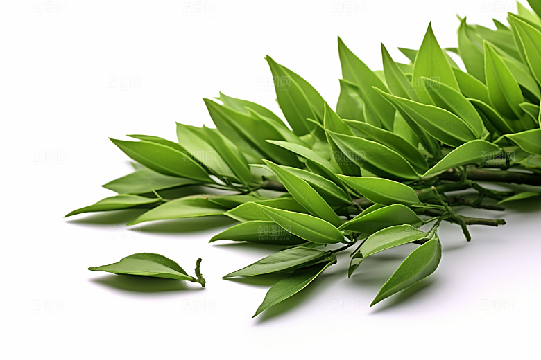 茶叶新茶自然摄影图