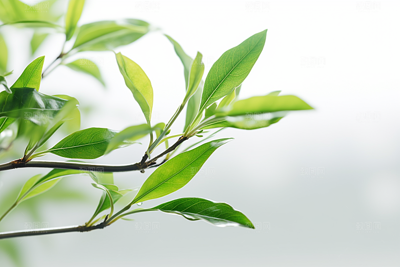 茶叶自然清新摄影图
