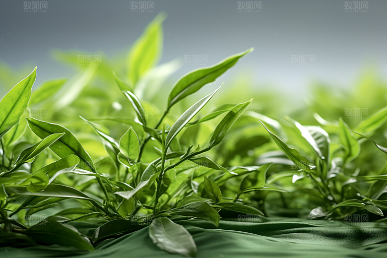茶叶茶园清新摄影图
