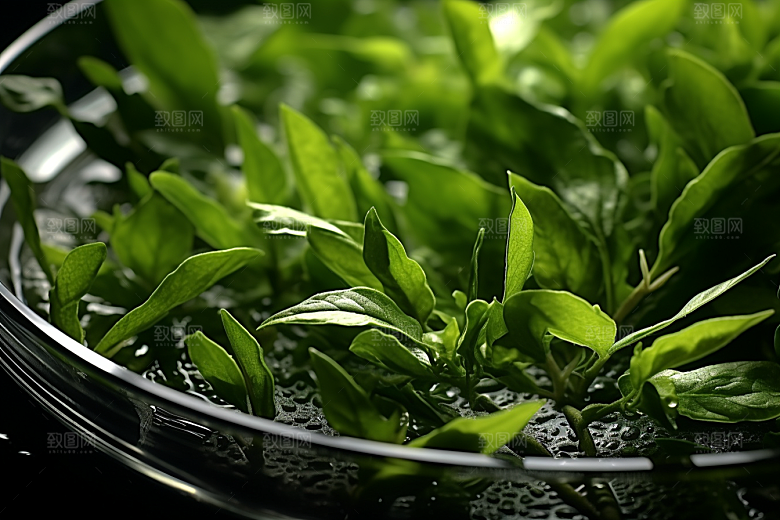 茶叶春季茶树摄影图