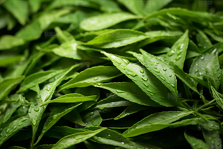 茶叶新茶春天摄影图