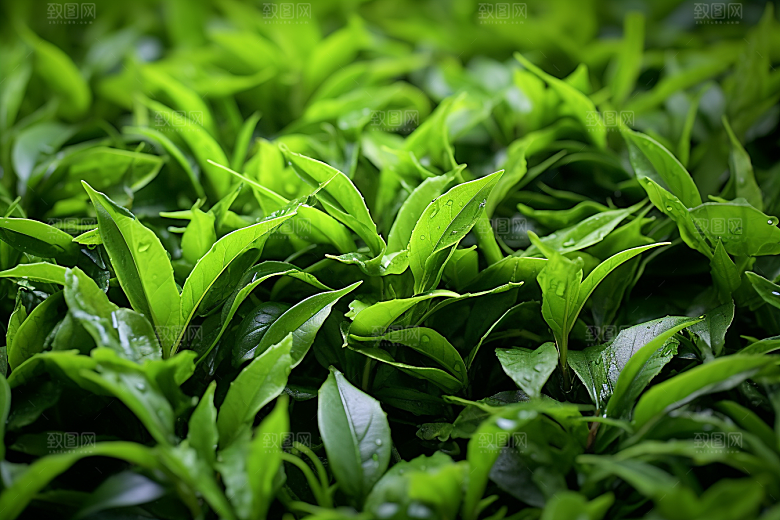 茶叶茶树自然摄影图