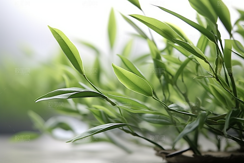 茶叶采茶高清摄影图