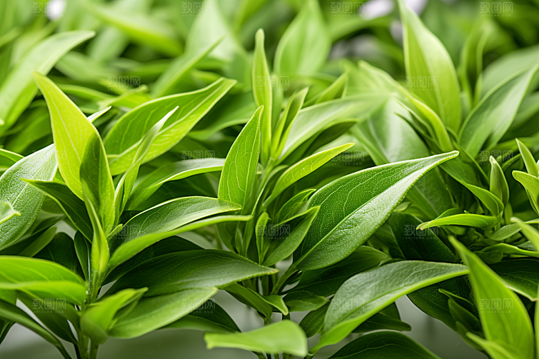 茶叶自然春天摄影图