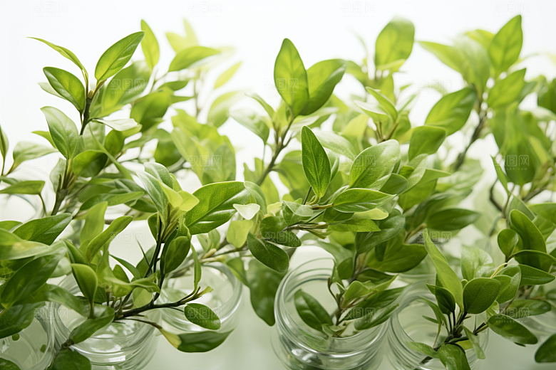 茶叶新茶春天摄影图
