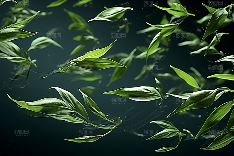 茶叶茶树采茶摄影图
