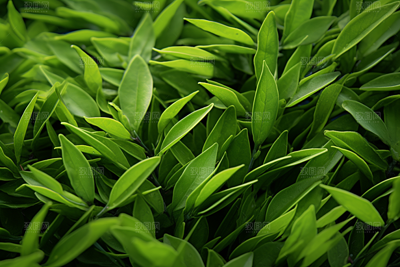 茶叶茶山清新摄影图