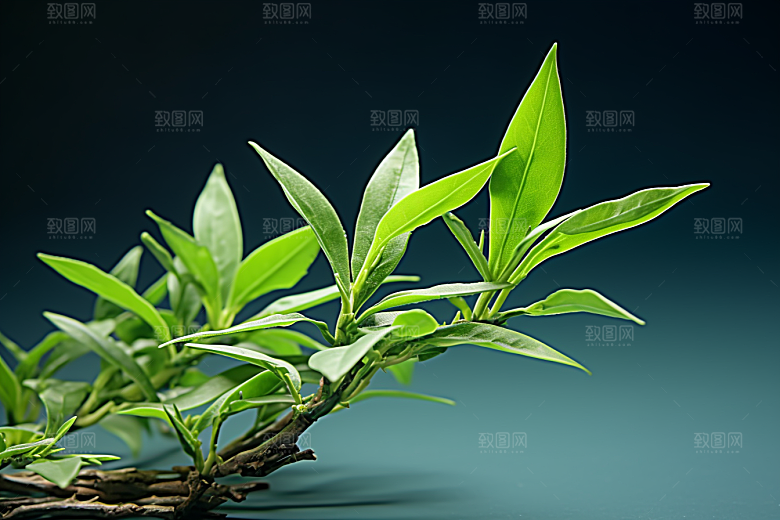 茶叶茶树新茶摄影图