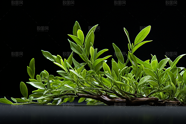 茶叶清新清明谷雨摄影图