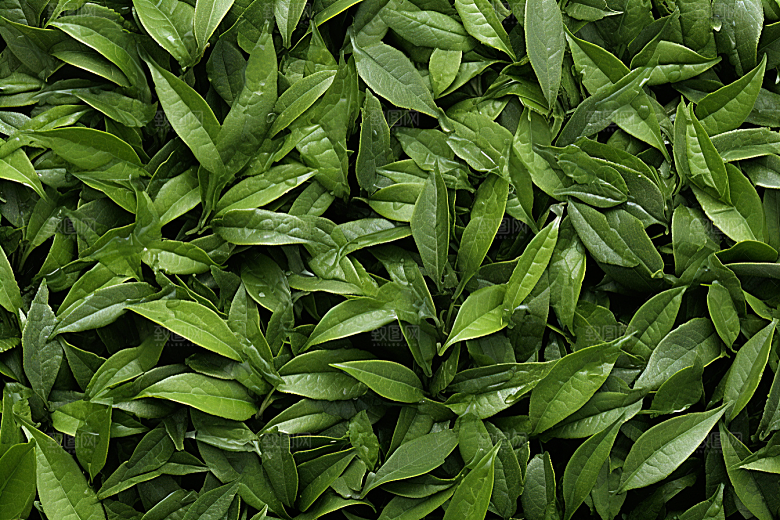 茶叶新茶春天摄影图