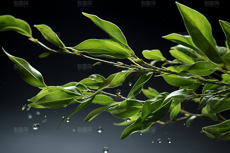 茶叶春季清明谷雨摄影图