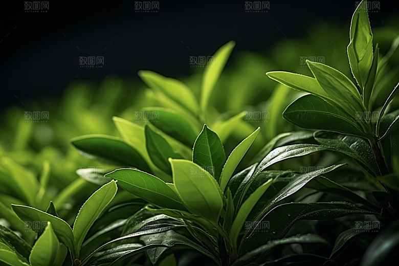 茶叶春茶茶山摄影图