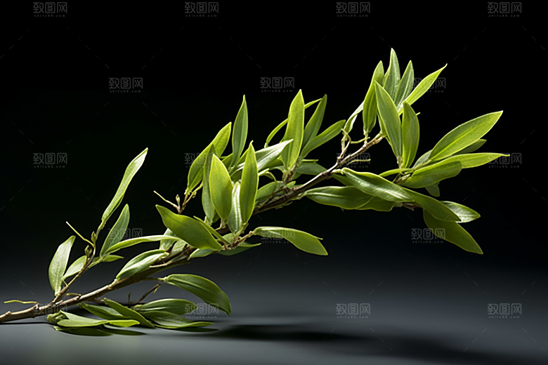 茶叶春茶清新摄影图