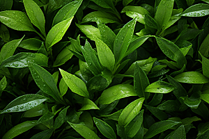 茶叶高清茶树摄影图