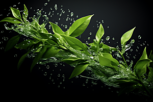 茶叶新茶春茶摄影图