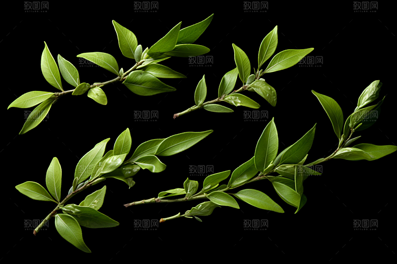 茶叶清明谷雨茶山摄影图