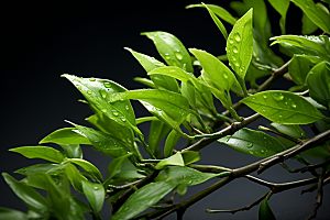 茶叶清新茶山摄影图