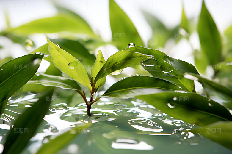 茶叶自然春茶摄影图