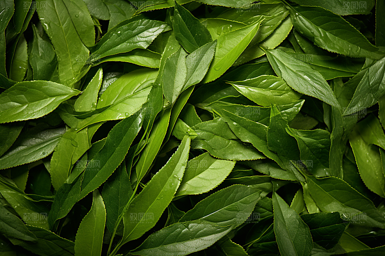 茶叶茶树新茶摄影图