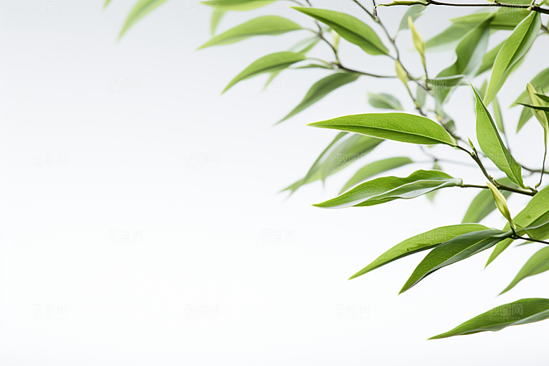 茶叶新茶自然摄影图