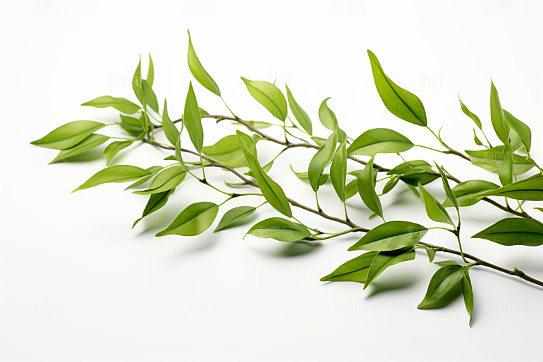 茶叶春茶春季摄影图