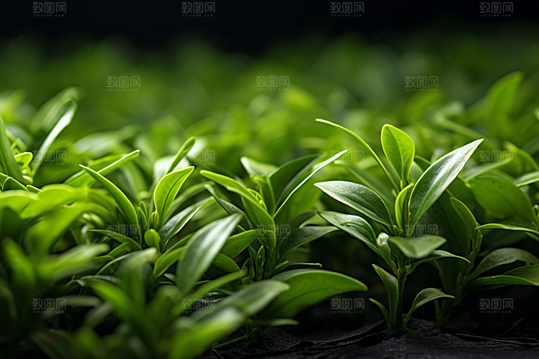 茶叶春茶自然摄影图