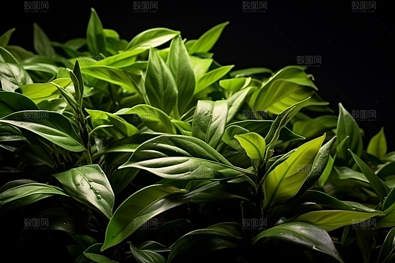 茶叶新茶茶园摄影图