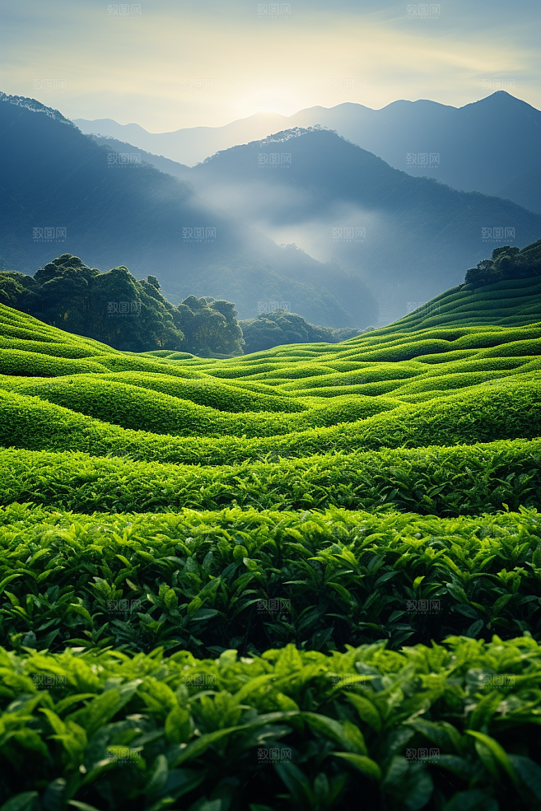 茶叶春茶茶山摄影图
