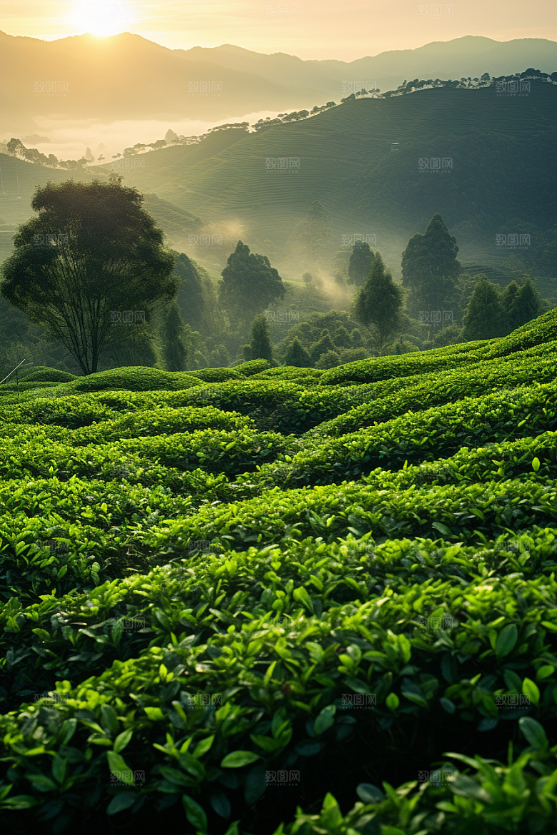 茶叶茶园新茶摄影图