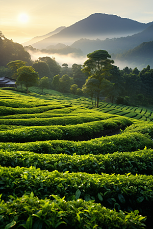 茶叶茶山采茶摄影图