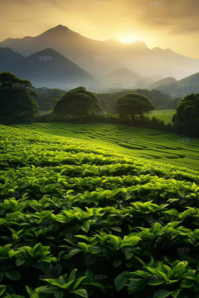 茶叶新茶春茶摄影图