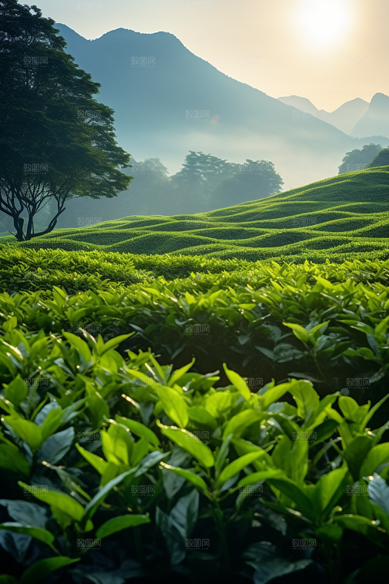 茶叶春茶自然摄影图