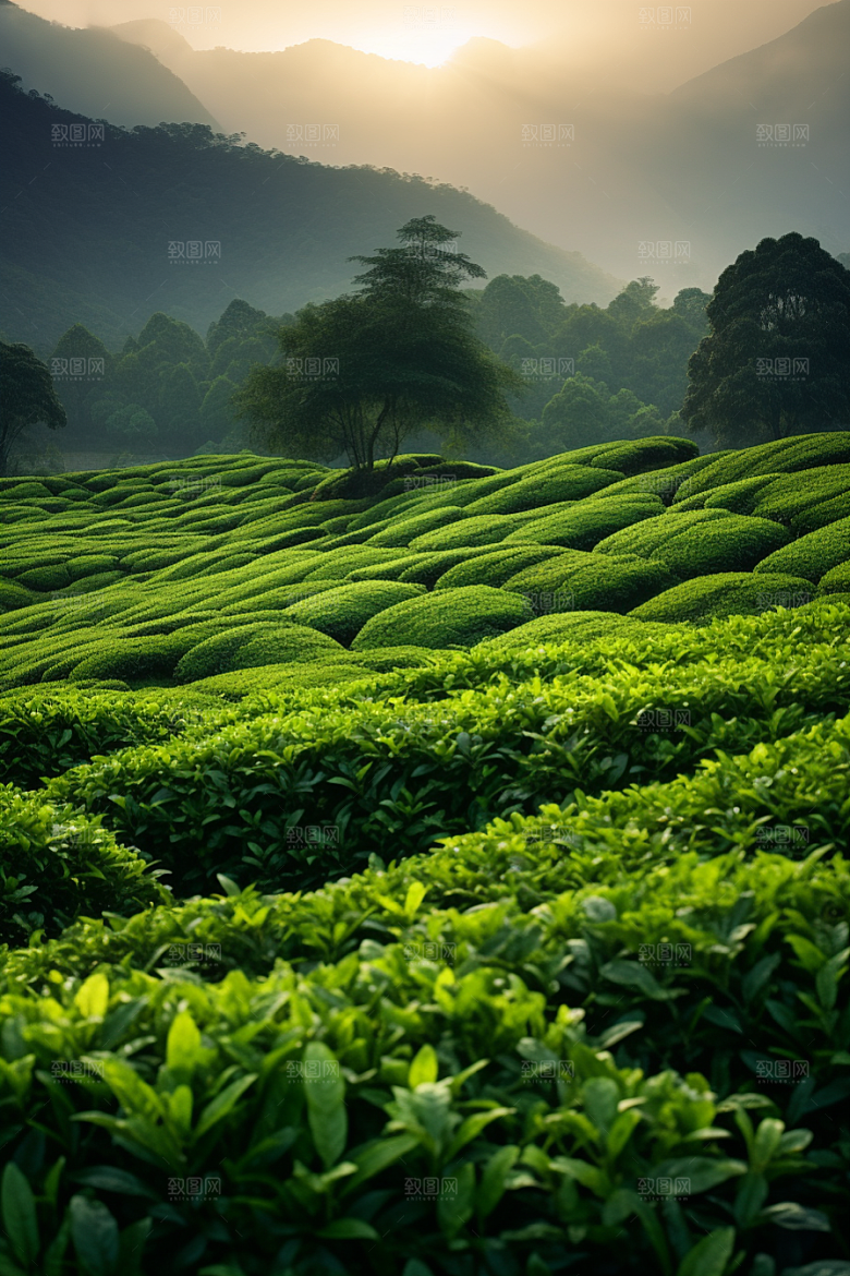 茶叶采茶高清摄影图