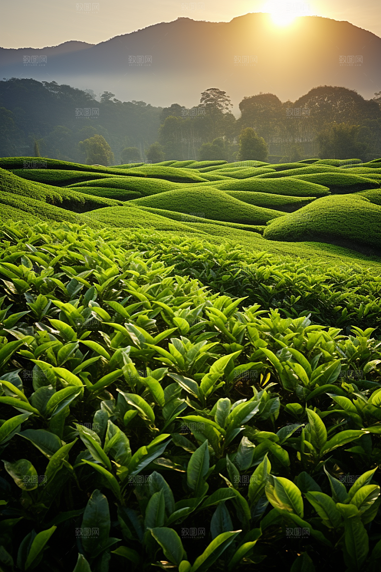 茶叶春天茶山摄影图