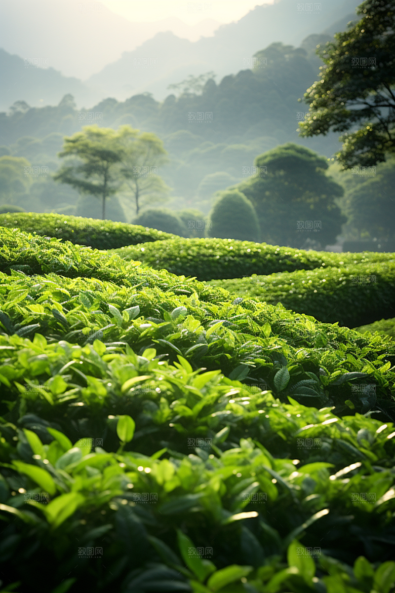 茶叶高清新茶摄影图