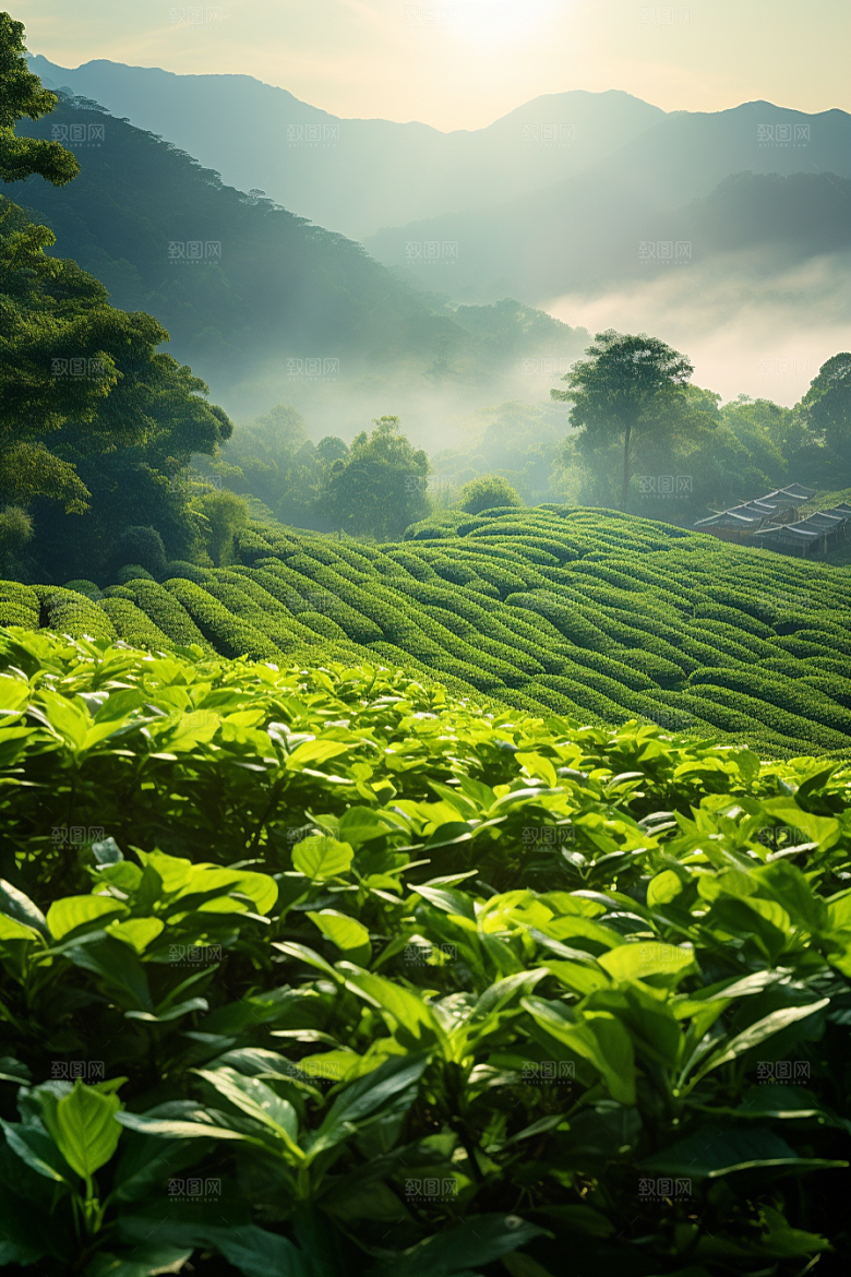 茶叶茶山自然摄影图