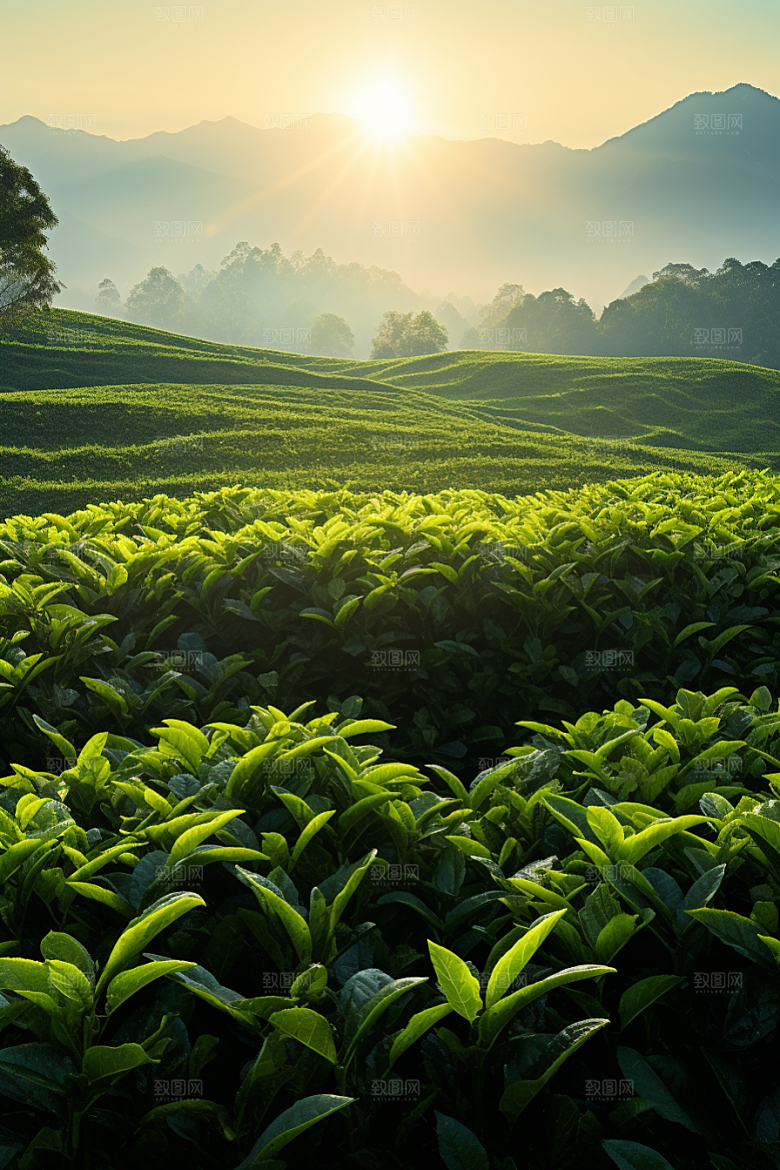 茶叶新茶茶树摄影图