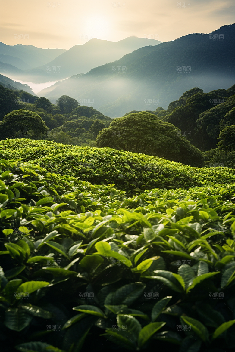 茶叶雨前龙井春茶摄影图