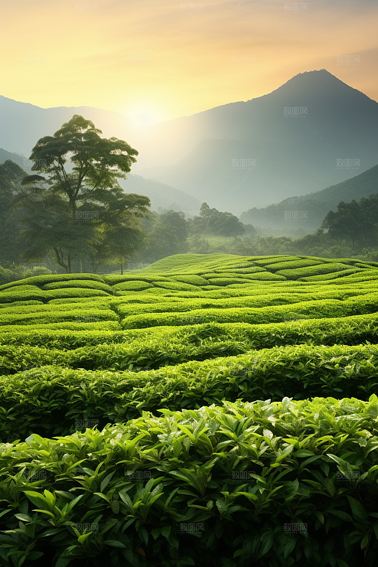 茶叶新茶自然摄影图
