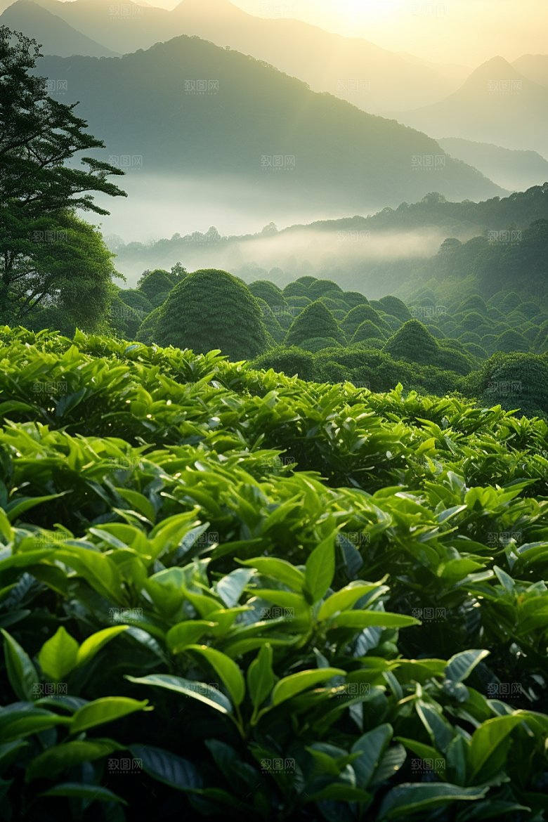 茶叶茶树茶山摄影图