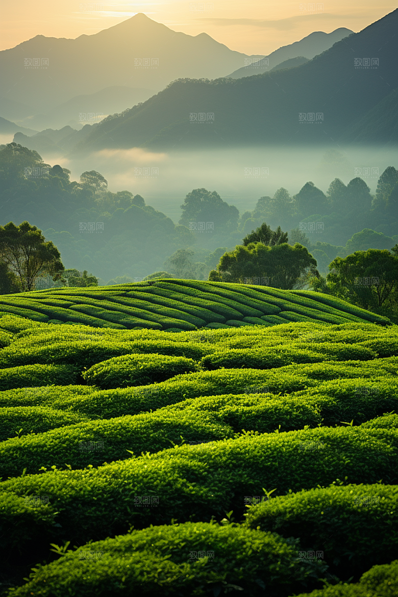 茶叶茶园春天摄影图